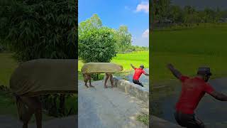 When The Cow Came Along The Road