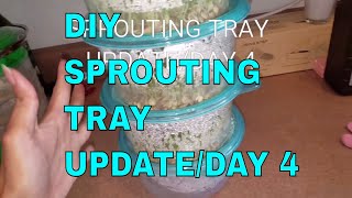 Under 2 Diy Sprouting Tray Update Day 4 Did It Work Youtube