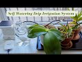 Watering orchids while im away for two weeks  rainpoint wifi self watering system