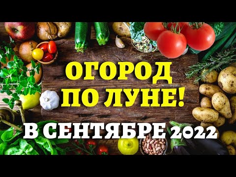 ТОЧНЫЙ ЛУННЫЙ КАЛЕНДАРЬ ОГОРОДНИКА НА СЕНТЯБРЬ 2022 по дням  #лунныйкалендарь