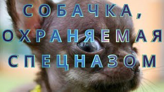 У богатых свои причуды или история про собачку, охраняемую спецназом