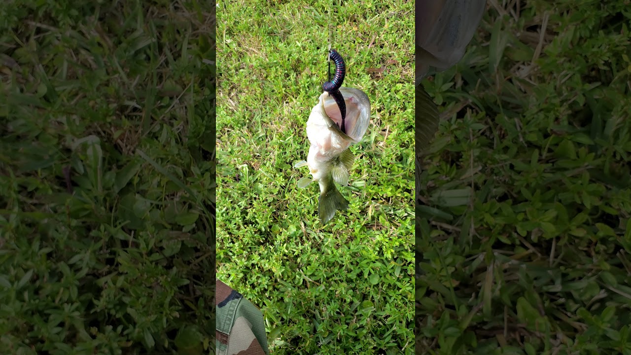 Sunday Fun Day - Catching Bass