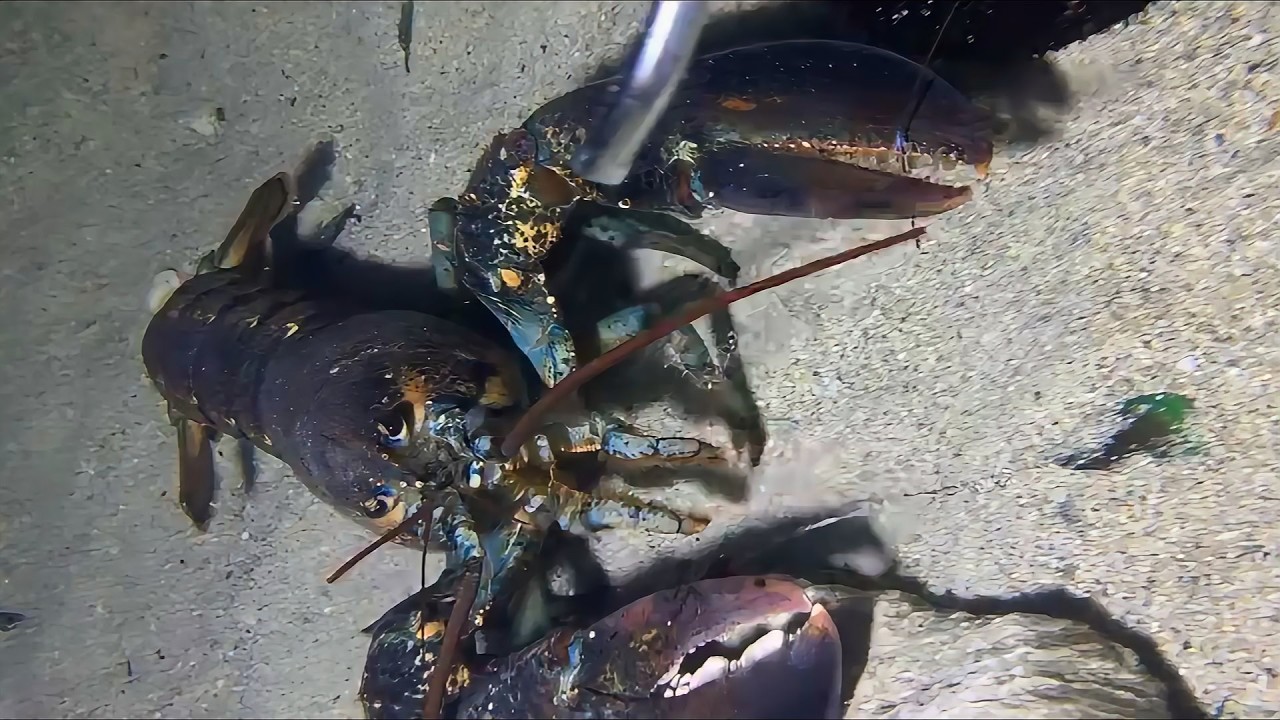 Diving to catch seafood, are there any creatures you like?  RQ0118  #seafood  #crab #fishing