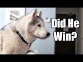 Watch as my husky cheers on her family at the westminster dog show