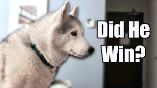 Watch As My Husky Cheers On Her Family At The Westminster Dog Show!