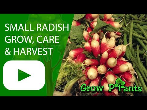 Small radish - grow, harvest and eat leaves and roots (European radish)