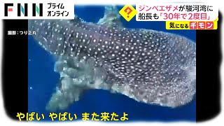 ジンベエザメが駿河湾に　船長も「30年で2度目」