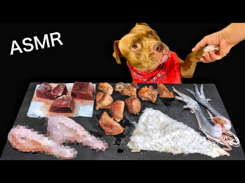 【動物のASMR】最強のアゴをもつピットブルがアヒルの頭を噛み砕く咀嚼音がクセになる！閲覧注意