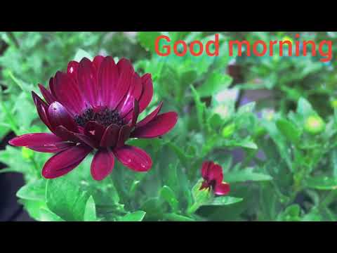 Rankhandi Rankhandi-FLOWERS CAN DANCE!!! Amazing nature/wattsapp status/ in world ...