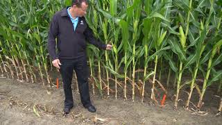Maizex Moving: Uneven Corn