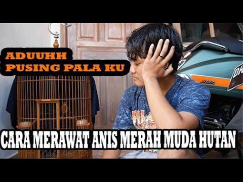 Video: Aksen Merah