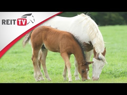 Video: Was Müssen Sie Wissen, Bevor Sie Ein Pferd Kaufen?