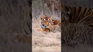 tiger panjabisong joshjose365