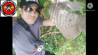 Siulan Pemanggil Ikan Durasi 1 Jam, Ampuh memanggil ikan sampai puas