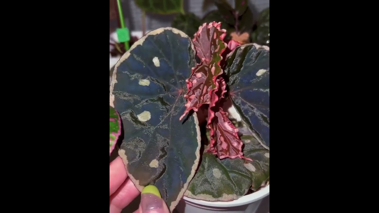 Begonia sp. Sarawak 'Spots' for Sale – Begin With Plants