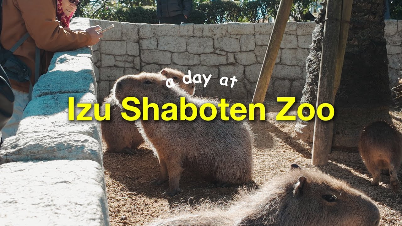 Izu Shaboten Zoo with Capybara Onsen Bath! | Japan Vlog