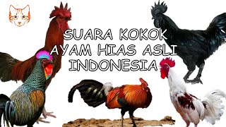 Suara Kokok Ayam Hias Asli Indonesia 2024 (Ayam Hutan, Ayam Ketawa, Ayam Pelung, Ayam Cemani)
