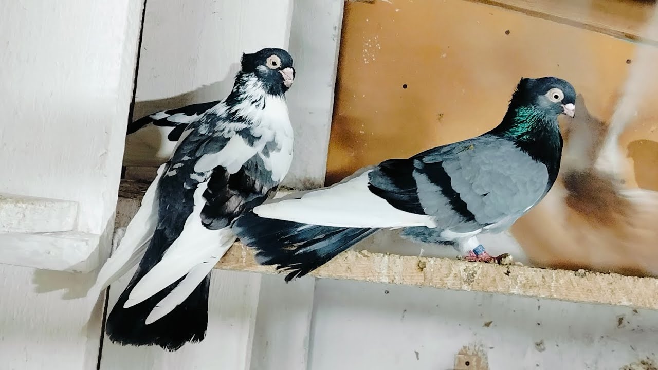 Gołębie zamojskie samce listopad koniec pierzenia 2025