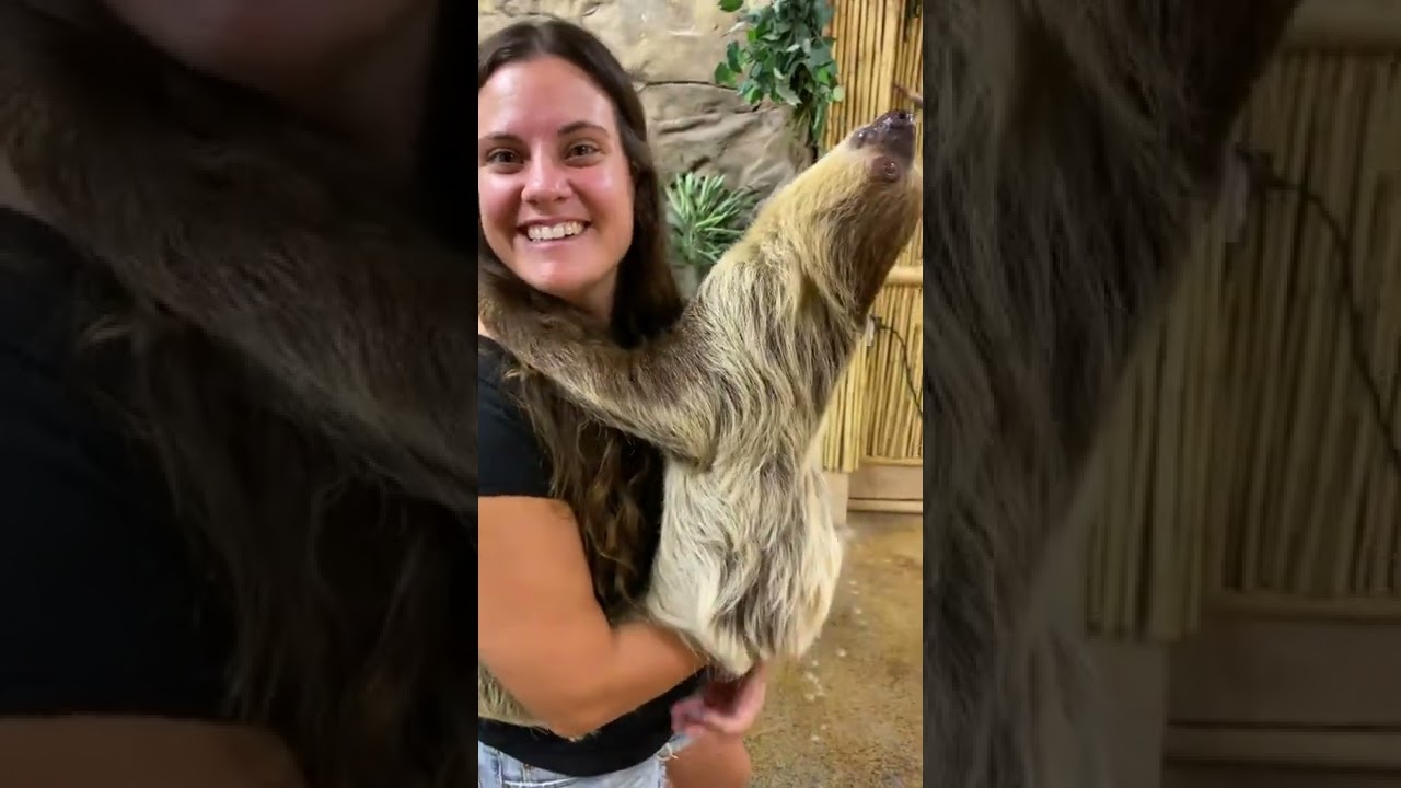 two toed sloth 
