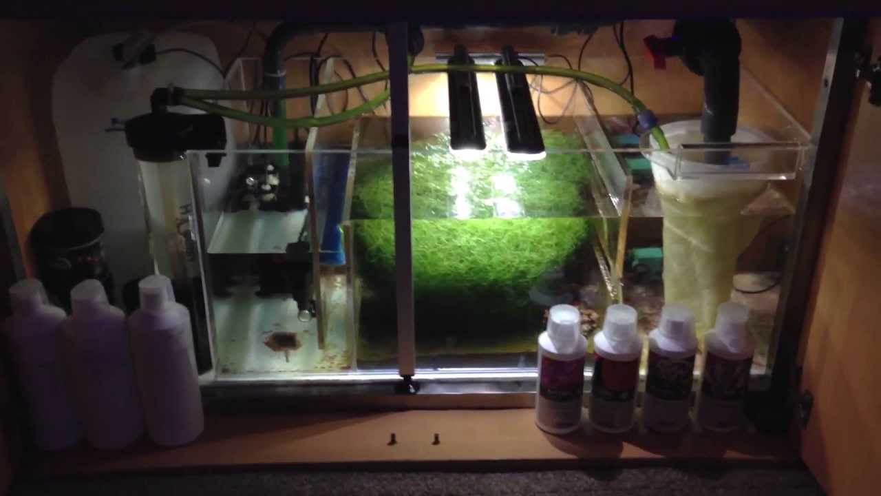New Ecosystems Miracle Mud Refugium day 85 YouTube