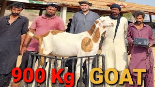 900Kg Big Goats Amazing Bakra Eid Record