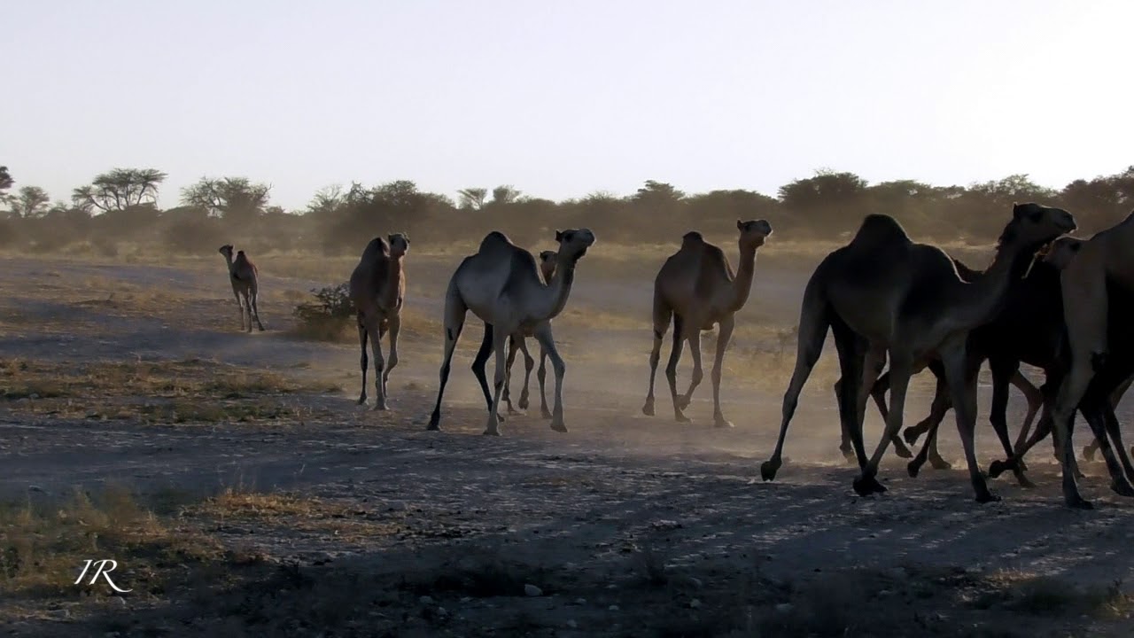 Thirsty camels - Botswana