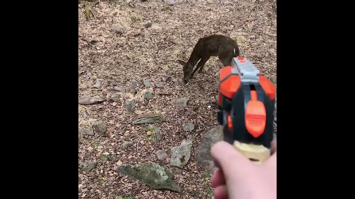 Shooting a deer with a nerf gun - DayDayNews