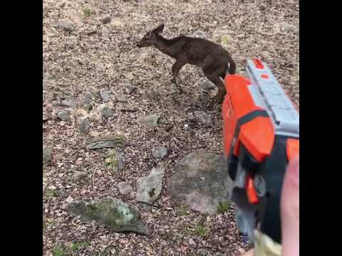 Shooting A Deer With A Nerf Gun