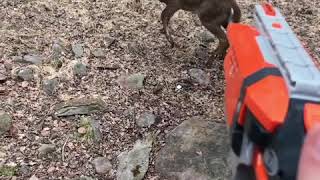 Shooting a deer with a nerf gun Resimi