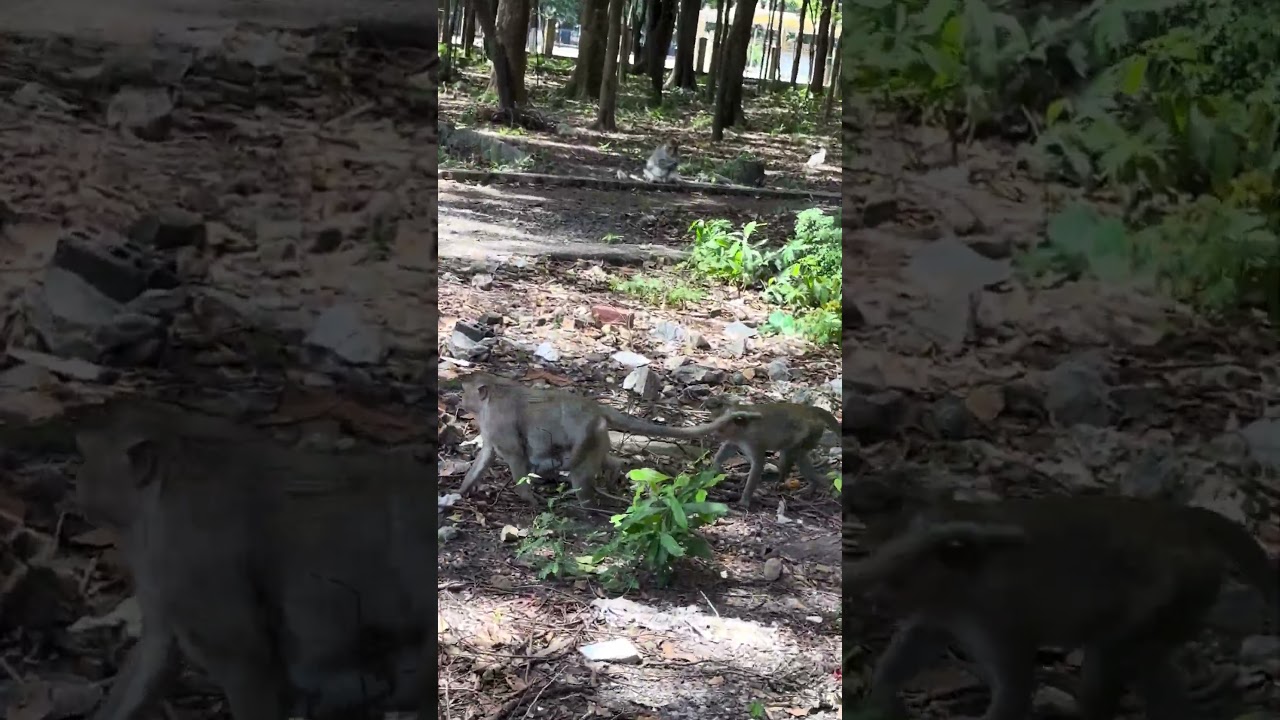 Monkey baby Bob has found a mother in the sanctuary 