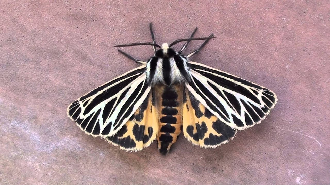 Little Virgin Tiger Moth (Grammia virguncula)