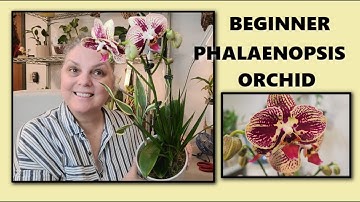 ORCHIDS, BEGINNER REPOTTING, STORE BOUGHT PHALAENOPSIS, TRADER JOES ORCHIDS
