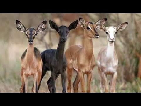 مساجله بين الشاعر فرحان بن دبل العنزي و الشاعر عايض بن علي الرشيدي