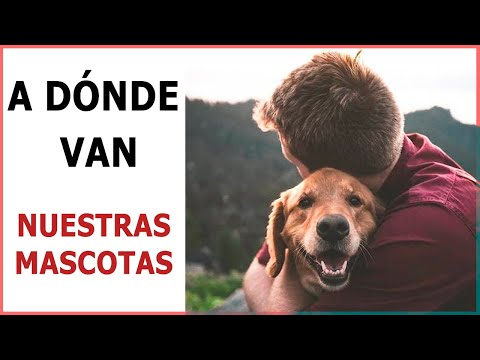 Vídeo: Después De La Muerte Del Perro, Su Alma Voló Por La Habitación - Vista Alternativa