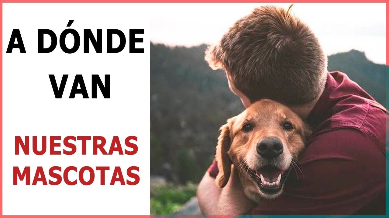 ANIMALES y VIDA después de la MUERTE 🌹 Documental