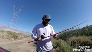 Carrot stix wild wild orange