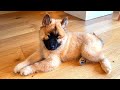 IL NOSTRO PRIMO CANE - CHEDDAR