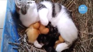 Cat adopted ducklings   Must Watch
