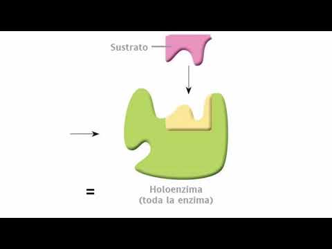 Vídeo: Diferencia Entre Metaloenzimas Y Enzimas Activadas Por Metales