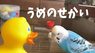 ☆スチームパンク!インコちゃんオーダーページ Ume Chatting / Director's Cut [Early summer 2021] - YouTube