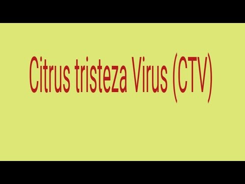 Video: Treating Citrus Tristeza: Learn How To Stop Citrus Quick Decline