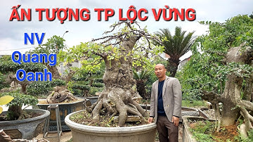 Rất nhiều TP cũng như PHÔI LỘC VỪNG ĐẸP tại NV QUANG OANH - Yên Sơn - Tuyên Quang - đt : 0986249993.