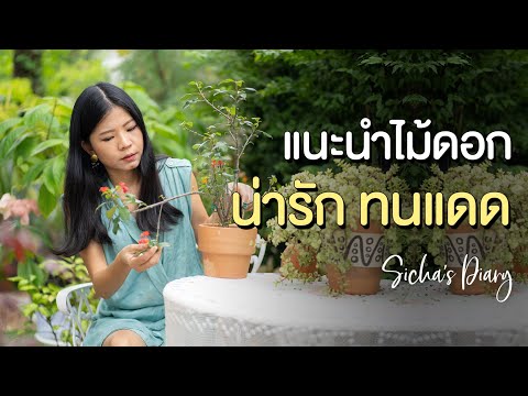 แนะนำไม้ดอกสวย ทนแดด ปลูกกลางแจ้ง #สวนหน้าบ้าน #ไม้ดอก #ไม้แดด