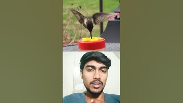 Hummingbird Can Fly Backwards | Amazing Talent Of Hummingbird #shorts