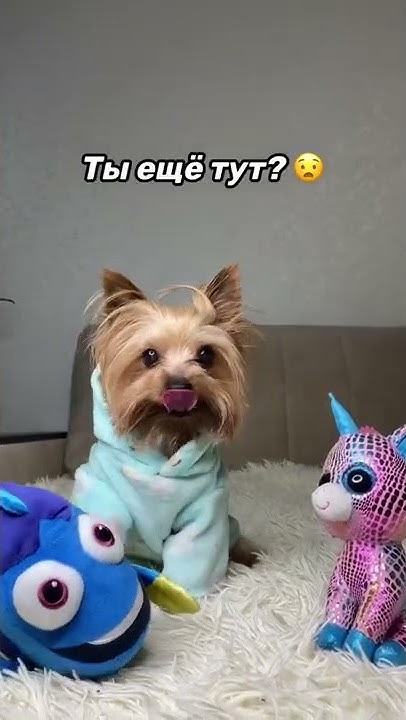 ЛУЧШАЯ ШАПКА 😭💔 #БусяИВаря#собака - YouTube