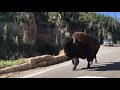 Buffalo Running in Yellowstone National Park on Road!