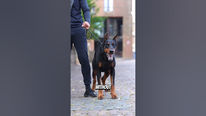 Most Dangerous Dog Breeds in the World — The Final One Is Like a Weapon 😨