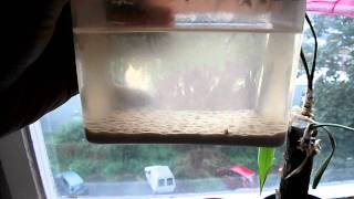 How to produce ethanol video #2