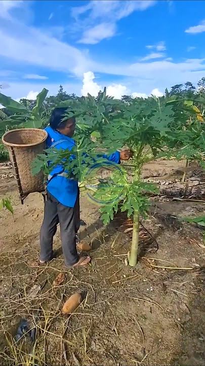 Manfaat bunga pepaya gantung