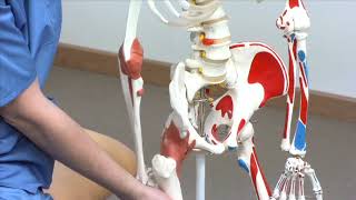 Psoas tendinitis - Physiotherapy Logroño